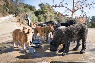 Animal Care - Laurel Canyon Dog Park