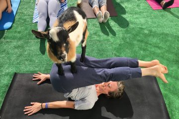 Goat Yoga at Basecamp Coffee & Eatery