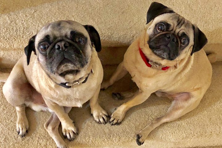 Featured Pet: Guapo and Kuki