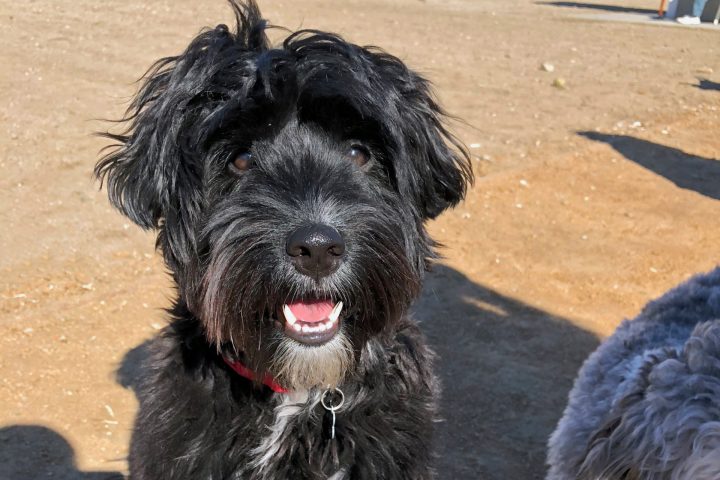 Featured Pet: Little Bear