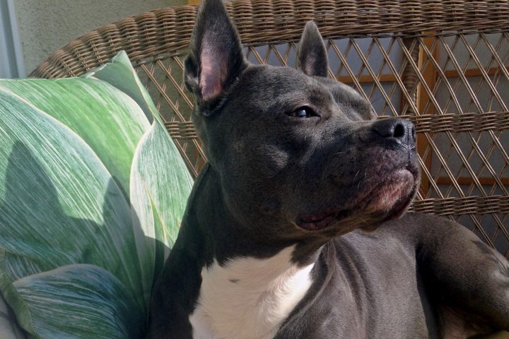 Featured Pet: Lulu