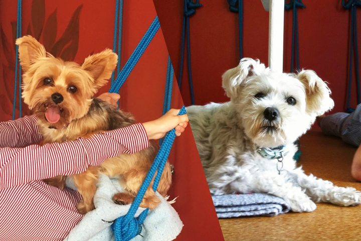 Featured Pet: Max and Lulu