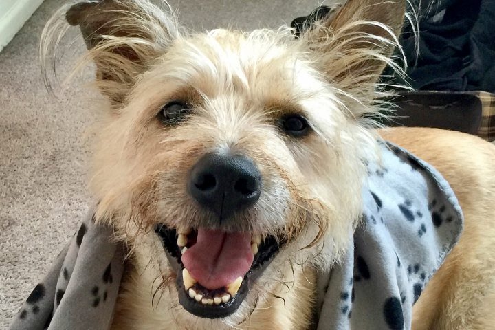 Featured Pet: Norman