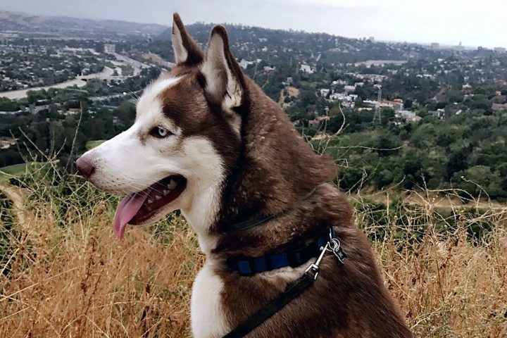 Lex