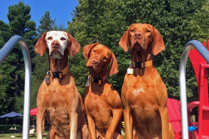 Kichai, Koa & Choctaw
