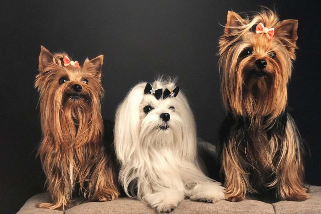 Featured Pets: Penelope, Theocritus & Valentina