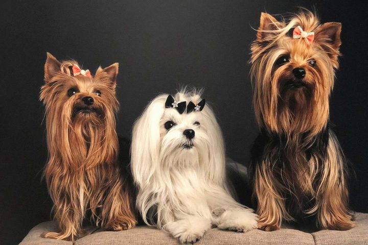 Penelope, Theocritus & Valentina
