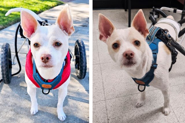 Featured Pet: Garvey