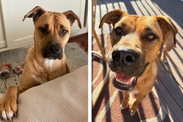 Pawsitive Beginnings Pup Spotlight: Roxy