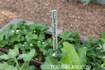 school-garden-upgrade-helps-plants-and-young-minds-grow-5