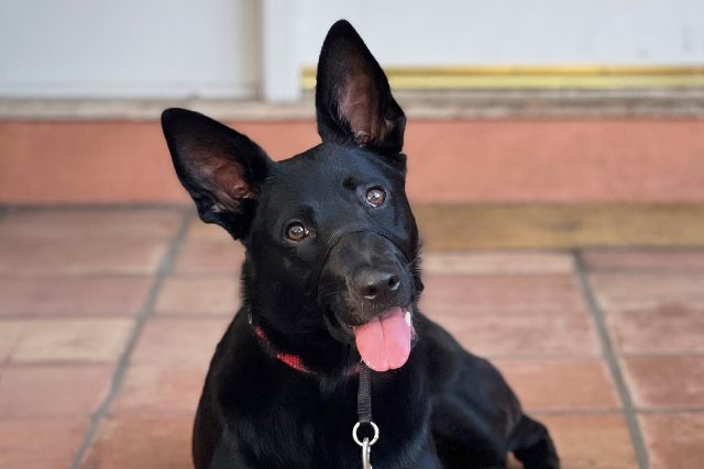 Featured Pet: Trouble