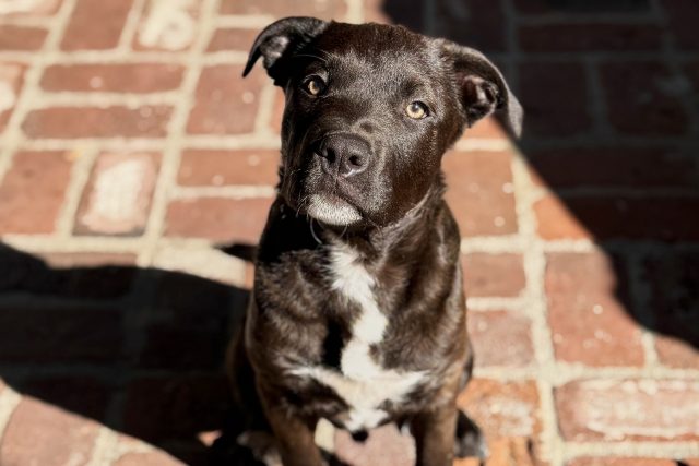 Pawsitive Beginnings Pup Spotlight: Pauly