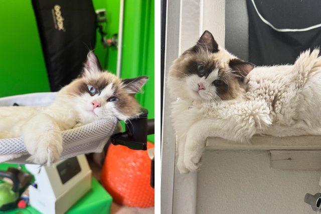 Featured Pet: Zombie